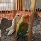 جوز روز للبيع