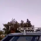 الي عنده اي حيوان للتبني انا اقبل اتبناه