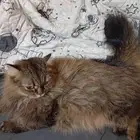 قطوه للتبني مع اغراضها سليمه   سبب العرض سفر