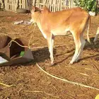 الشقيري الشقيري