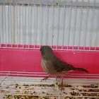 حسون طايفي (( قري ))