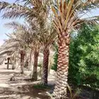 نخل مثمر للبيع جميع المقاسات متوفره