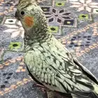 كروان جميل وصحة ممتازه   والصوره واضحه