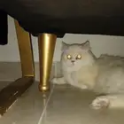 قطه للتبني.. اللون ابيض ربيت منزل