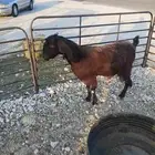 عنز مضرع للبيع بالقريات