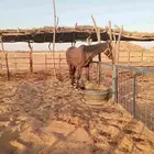 خيول انجليزيه ممتازه للتدريب هاديه جدا جدا