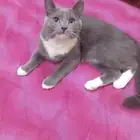 قط بريطاني أليف