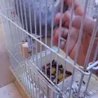 فرخ كاسكو اليف