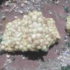 بصل. اعلاف للغنم والمعز وزن الكيس 10كيلو