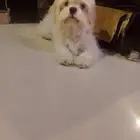 نتايه مالتيز