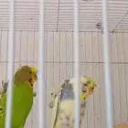 طيور البادجي زوج