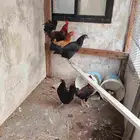 دجاج بلدي اصيل للبيع