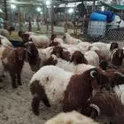ذبائح