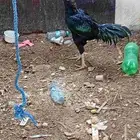 دجاج سندي