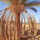 موجود فساين النخل 4 م 5 م 2 متر وبرتقال او سره ويوسفي وزيتون