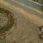 مطلوب ارانب كبار للبيع