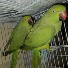 طيور دره ببغاء