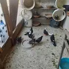 للبيع حمام قطيفي