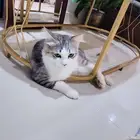قطط شيرازي للتبني