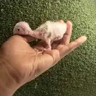 ماشاء الله تبارك الله فروخ كنيور اناناس