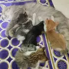 قطط لتبني النوع شيرازي