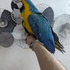 مكاو بلو اند قولد فرخ