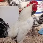 ست ديكه بلدي الصحه على الشرط والله الحمد العمر من سبع شهور