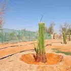 يوجد لدينا جميع انواع النخيل