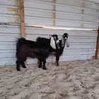 جفار عوارض فاخرا خصم الخصم