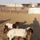 دواغير نعيم طيبه