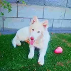 نتابه سامويد