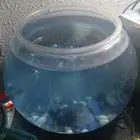 سمكه فايتر للبيع الصحه جيده النوع الذكر السمكه لحلها 15ريال