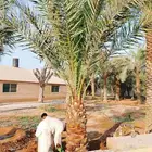 نخل مثمر للبيع