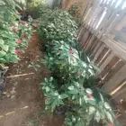 بيع شجرة جرتروفا بيع فقط خمسة   ورد أحمر صغير