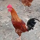 ديك للبيع