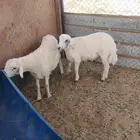 خروف حري