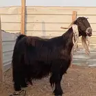 عنز عارضيه كفو ومعرفه