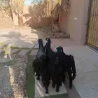 عنزين عوارض يتبعهم تيس وجفره