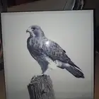برواز ديكور صقر ومنظر طبيعي