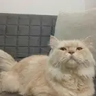 قط شيرازي للتبني (ذكر)
