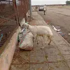 كبش بلدي للبيع العاجل لا يسوم إلا صامل والبيع قريب بسم الله