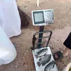 متاح 7طن بلطي احجام 300جم فيما فوق..المكان الطايف