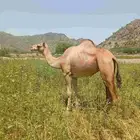 ناقه جنب في 3شهور أو شهرين ونص السن رباع