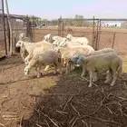 طليان العدد 18