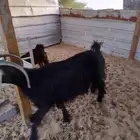 عنز عارضيه
