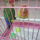 للبيع ببغاء روز