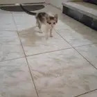 قطه للتبني