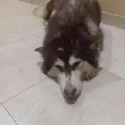للبيع