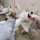 براهما للبيع
