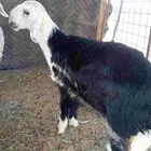 رخله نجديه